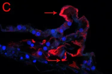 Three images of varying cells.